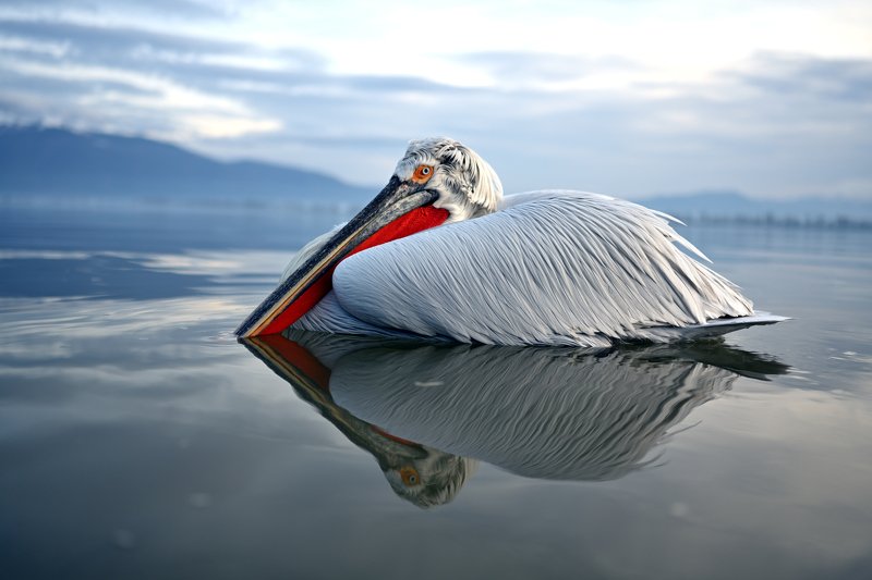 bird, animal Nice boy II.photo preview