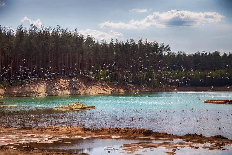 summer wine птицы лето вода природа Summer winephoto preview