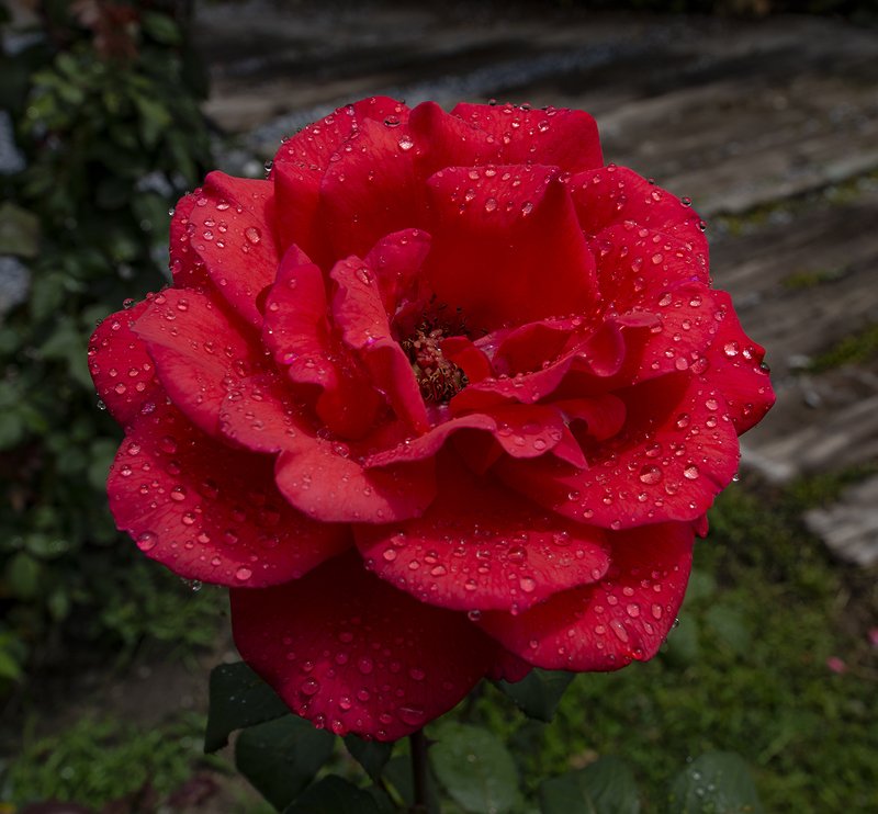 my rosephoto preview