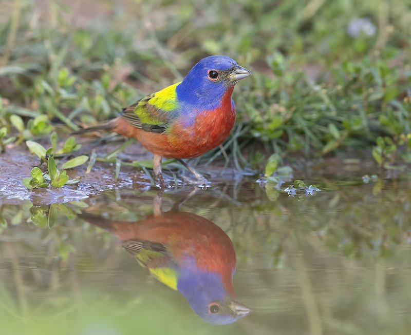 расписной овсянковый кардинал, painted bunting, кардинал, tx, texas Painted bunting - Расписной овсянковый кардиналphoto preview