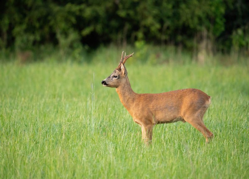 косуля, дикие животные, И один в поле воинphoto preview