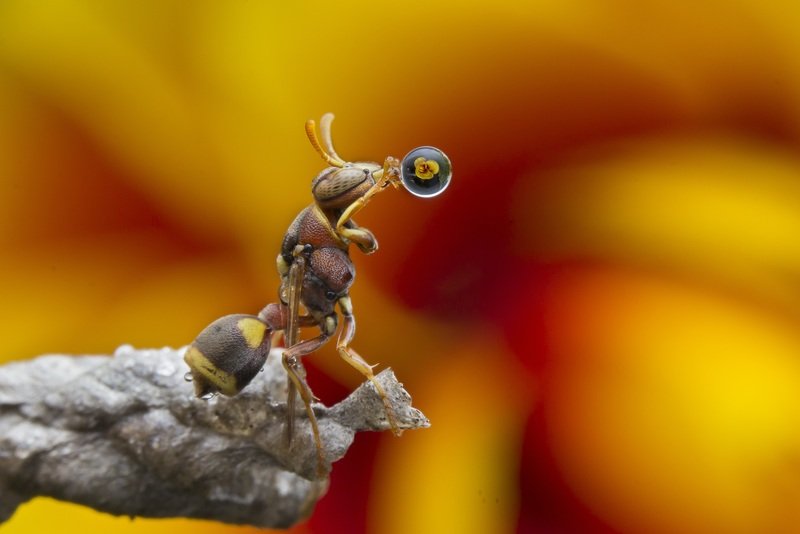 #macro#wasp#reflection#colors#waterbubble Wasp Blowing Water Bubble 190708Aphoto preview