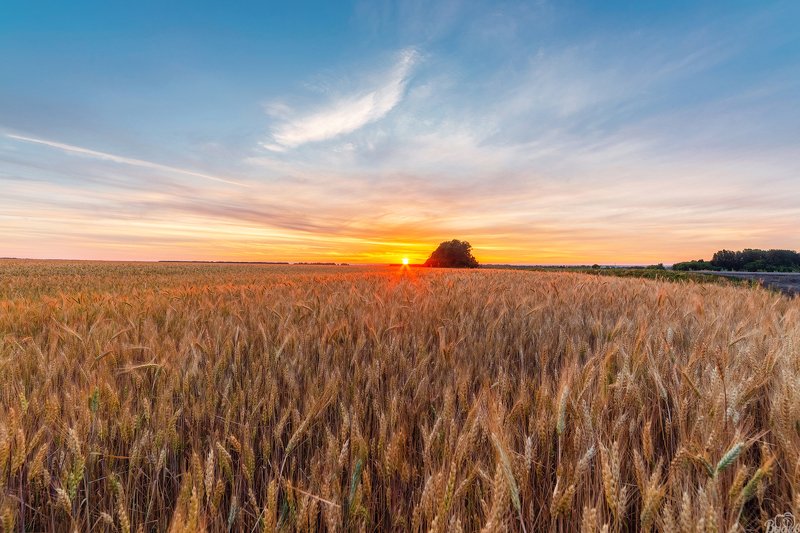тамбов, тамбовщина, рассвет , восход , донское , тамбовская область, пшеничное поле, Встречая Тамбовский рассвет фото превью