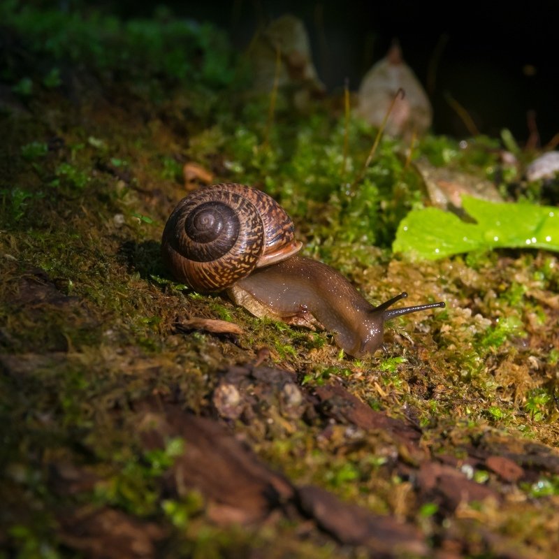 улитка, природа Улиткаphoto preview
