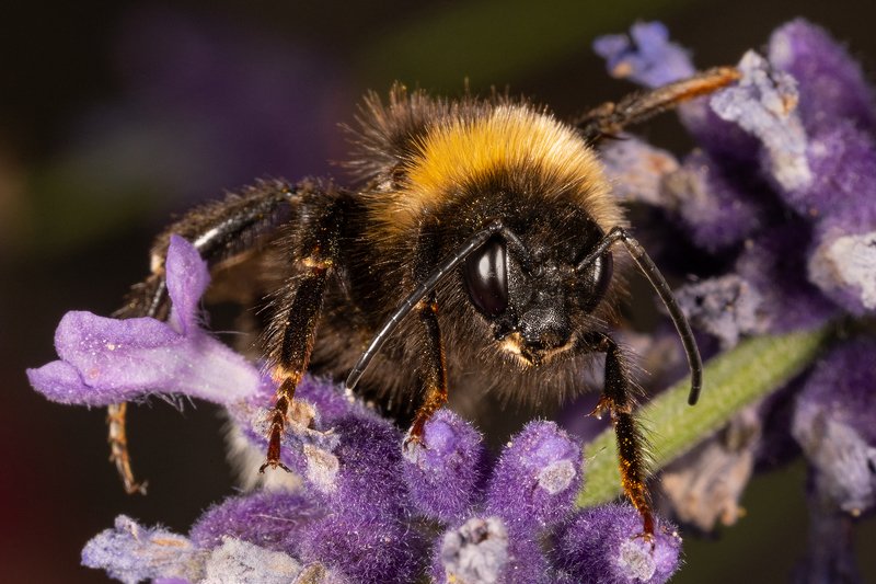 пчела, макро, насекомое Пчёлы.photo preview