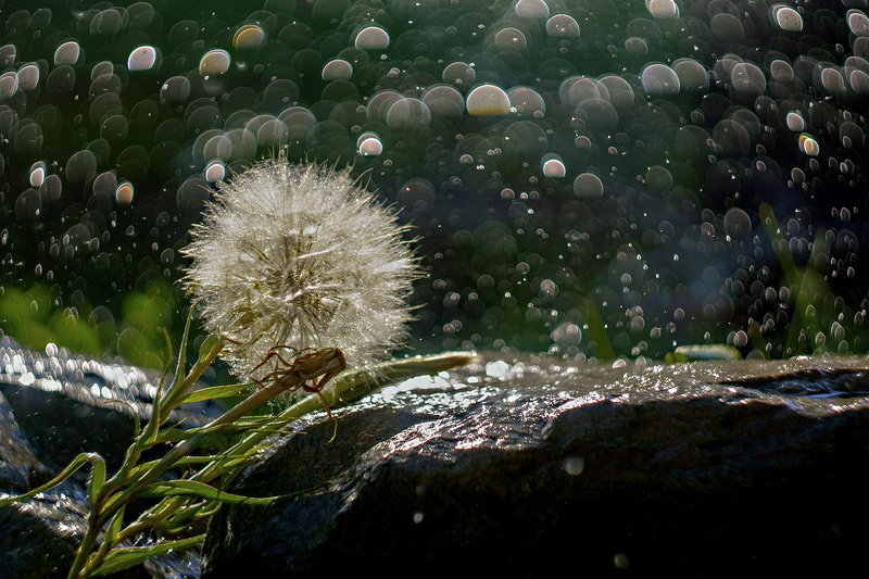 Про одуванчик.photo preview