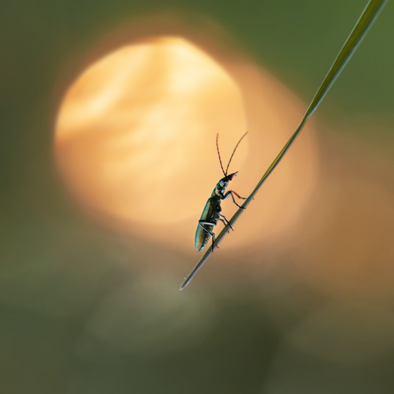 на закатphoto preview