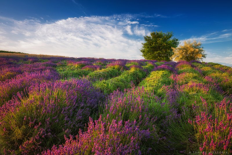 poland, polish, landscape, sunrise, sunset, mood, beautiful, amazing, awesome, adventure, explore, travel, light, lavender, fields Morning in lavenderphoto preview