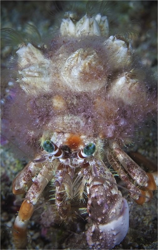 филиппины, апо, отшельник все свое ношу с собой фото превью