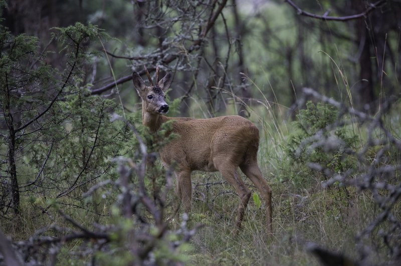 Косуляphoto preview