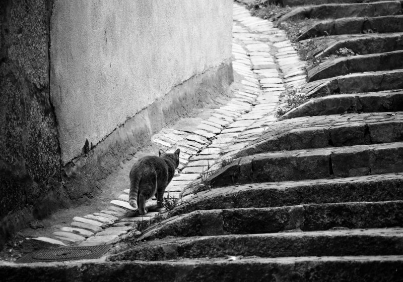 cat, city, path, stairs, way, old, road, animal, monochrome, geometry, stones, wall CatPathphoto preview