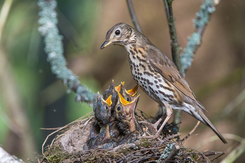 Певчий дрозд фото превью