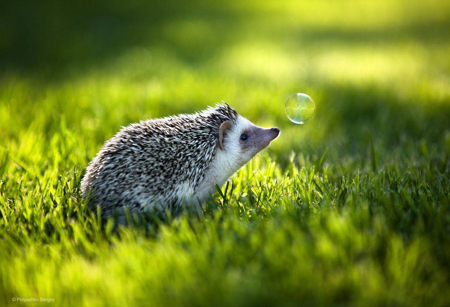 ***. Автор: Полюшко Сергей , Полюшко Сергей