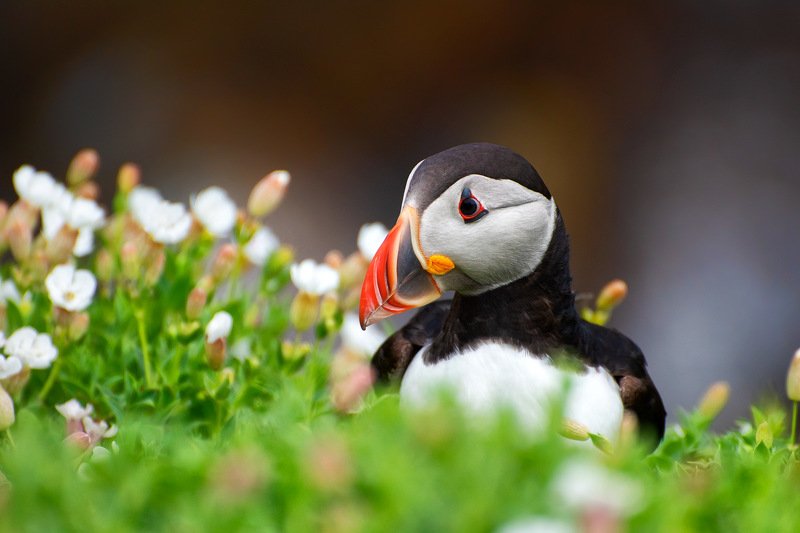 puffin, birds, bird, ireland, atlantic, ocean, island, saltee, wild, sea, animal, red, black, white, green Puffin from Saltee Islandphoto preview