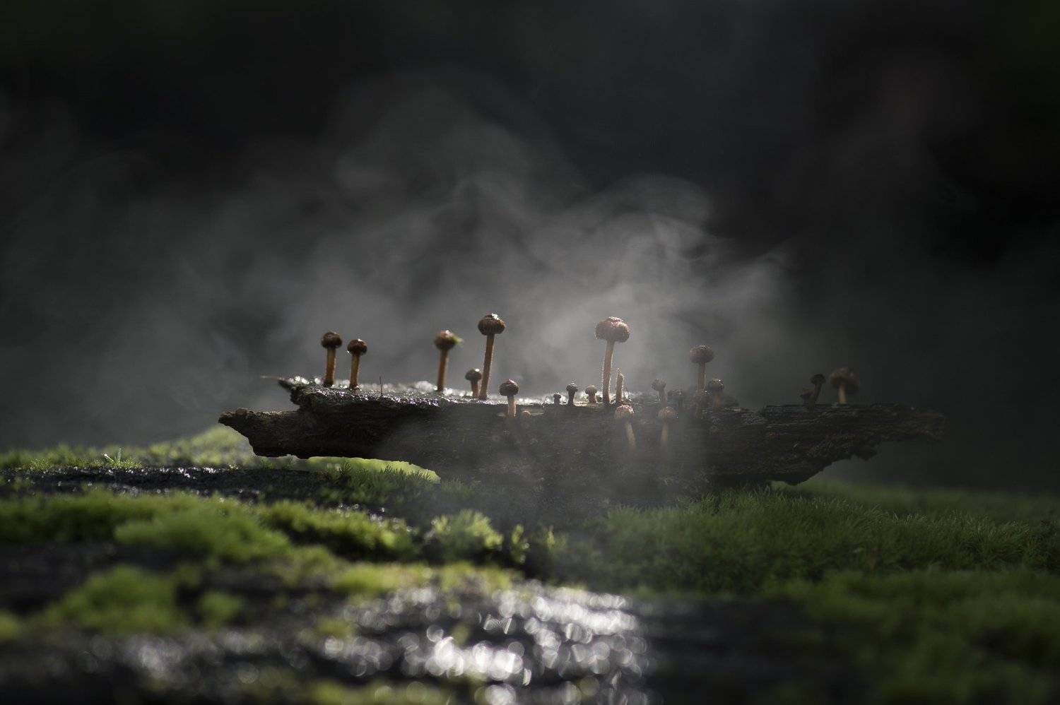 Morning in Forest. Автор: Thien Vu Vu #macro #light #winter #dragonfly #nature #forest #morning #beauty #nature, Thien Vu Vu