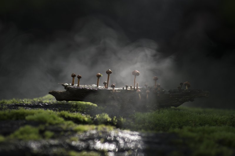 #macro #light #winter #dragonfly #nature #forest #morning #beauty #nature Morning in Forestphoto preview