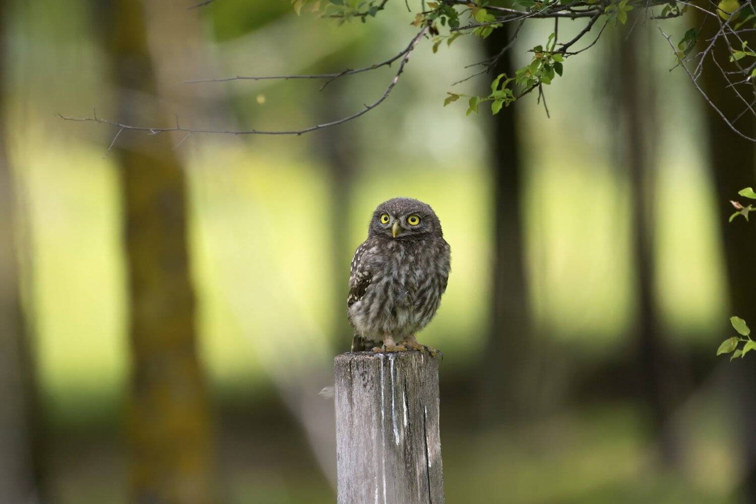 Автор: Predrag Kostin , Predrag Kostin