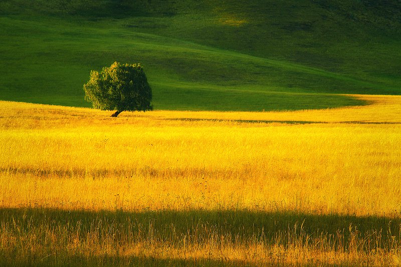 Про одинокое дерево...photo preview