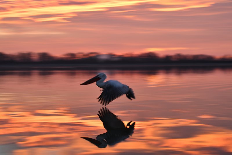 bird Golden flier II.photo preview