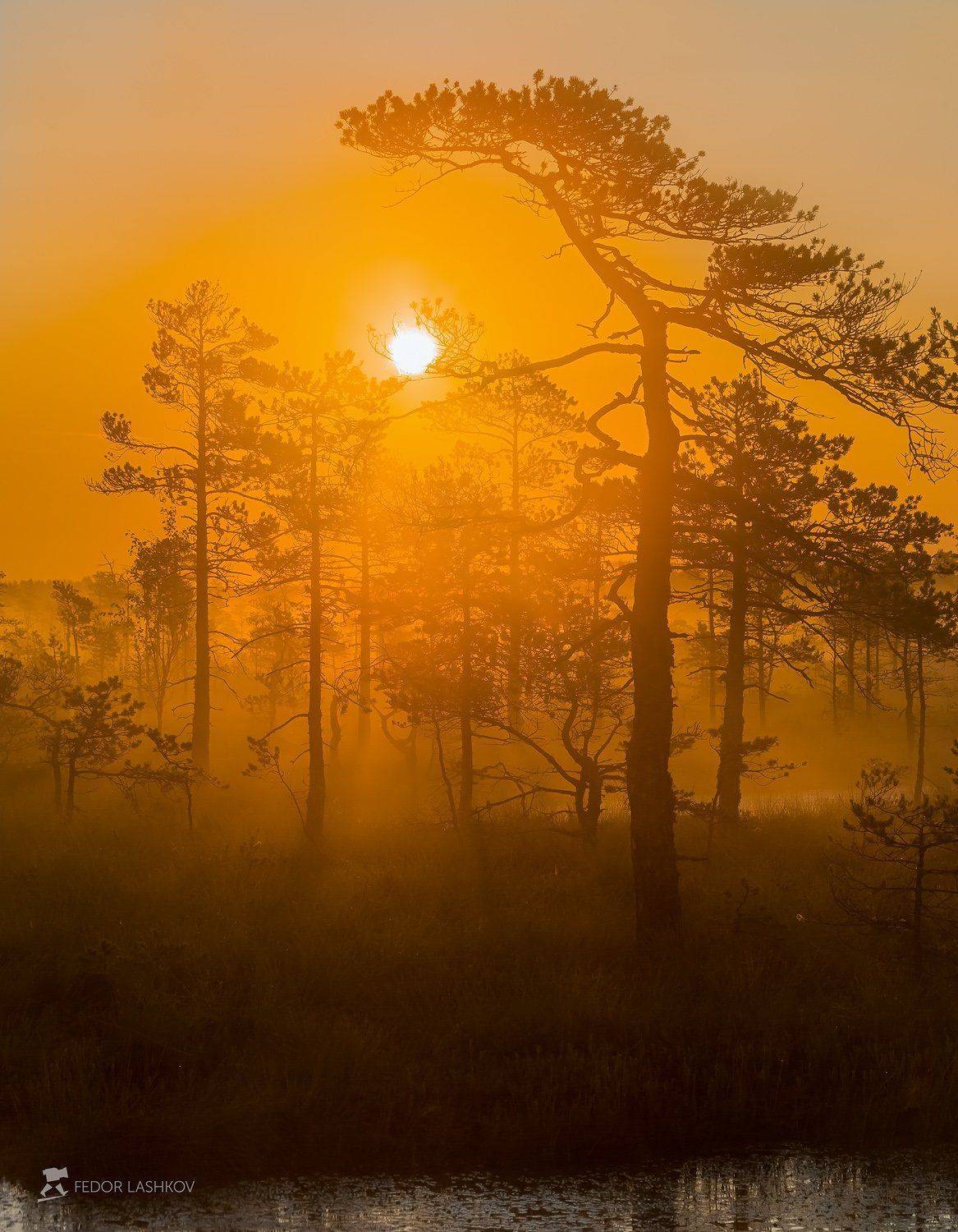 Из серии «Оранжевый мир». Автор: Лашков Фёдор ленинградская область, деревья, сосна, болото, лето, рассвет, туман, оранжевый, дерево, солнце,, Лашков Фёдор