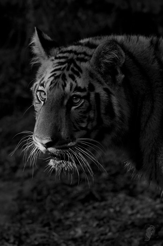 #wildlife #canon #tiger #india #500mm Tiger-Burning brightphoto preview