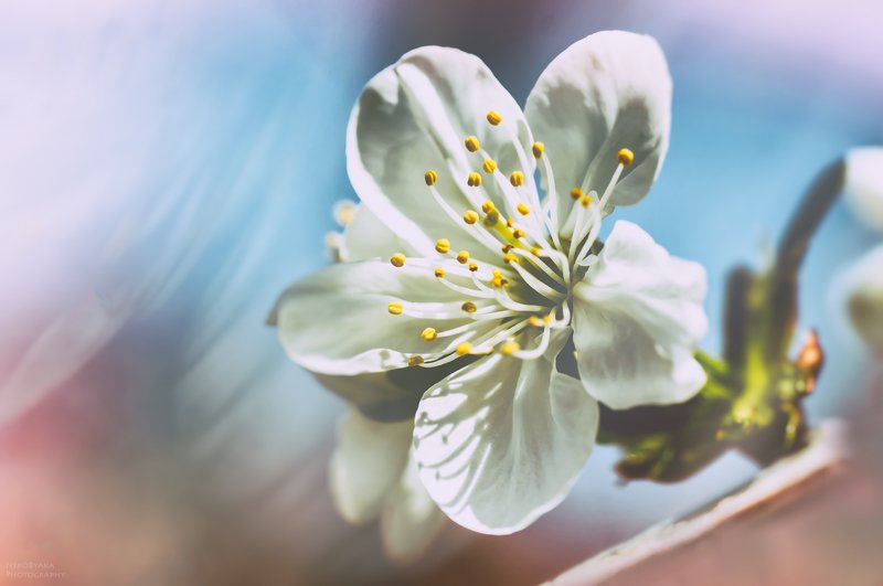 макро, природа, весна, цветы, вишня, клубника, боке, macro, nature, spring, flowers, cherry, strawberry, bokeh, ***photo preview