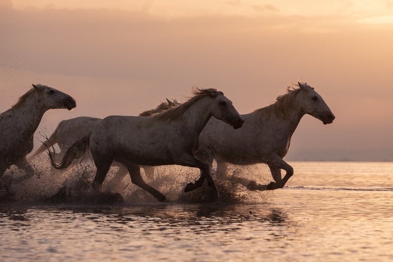 Camargue horses.photo preview