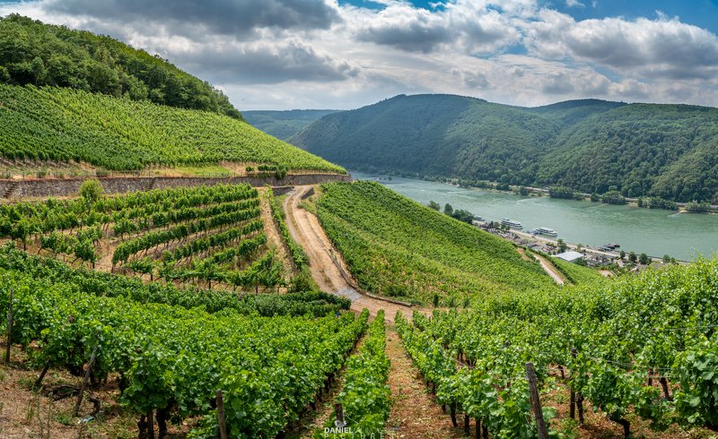 germany, vineyards, landscape, summer Assmanshausen am Rheinphoto preview