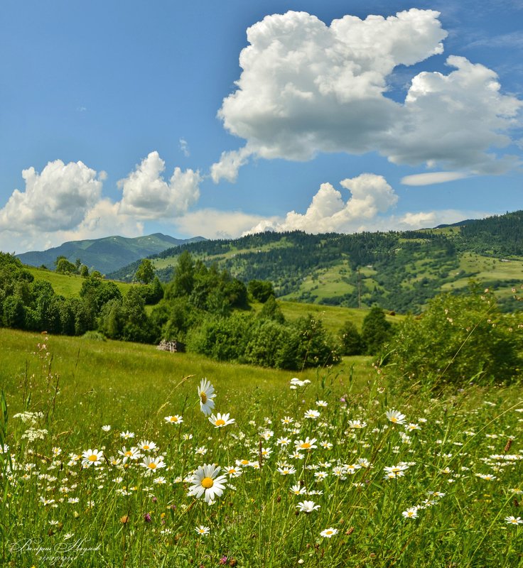 карпаты, горы, июнь, разнотравье Июньское разнотравье Карпатphoto preview