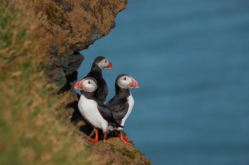 исландия, тупик, iceland, puffins Тупикиphoto preview