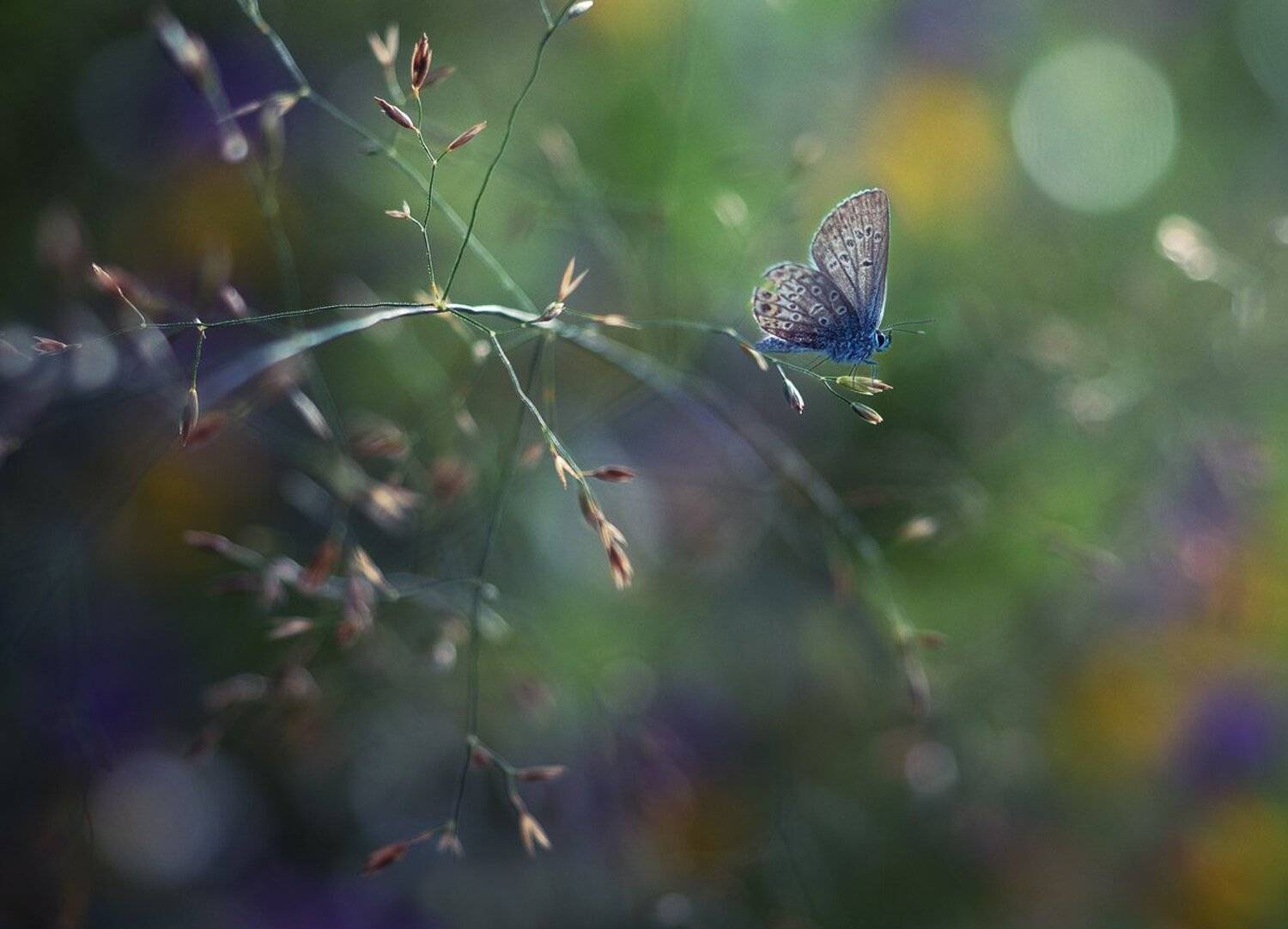 , Баранов Олег