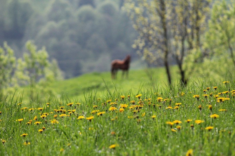 весна, май, цветы, утро, роса Однажды майским утром...photo preview