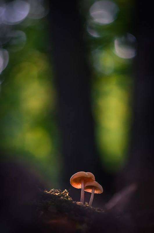 Нам не страшен серый волкphoto preview