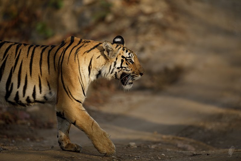 #Wildlife #Canon #India #Tigers #Sunlight #500mm $$$photo preview