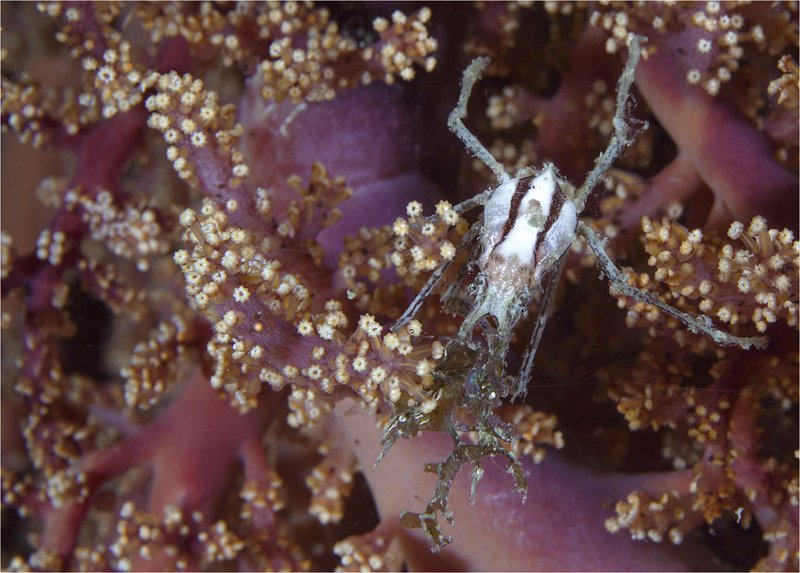 филиппины, макро чужой фото превью