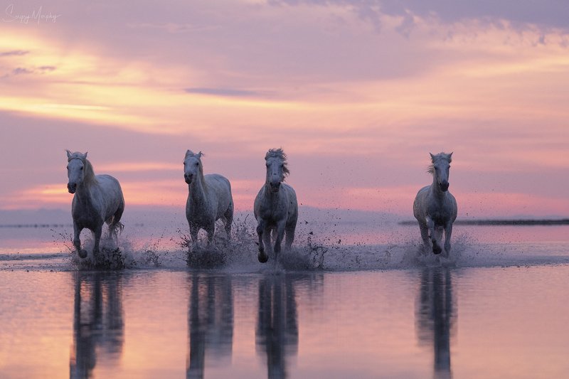 camargue horses sunrise Camargue horses.photo preview