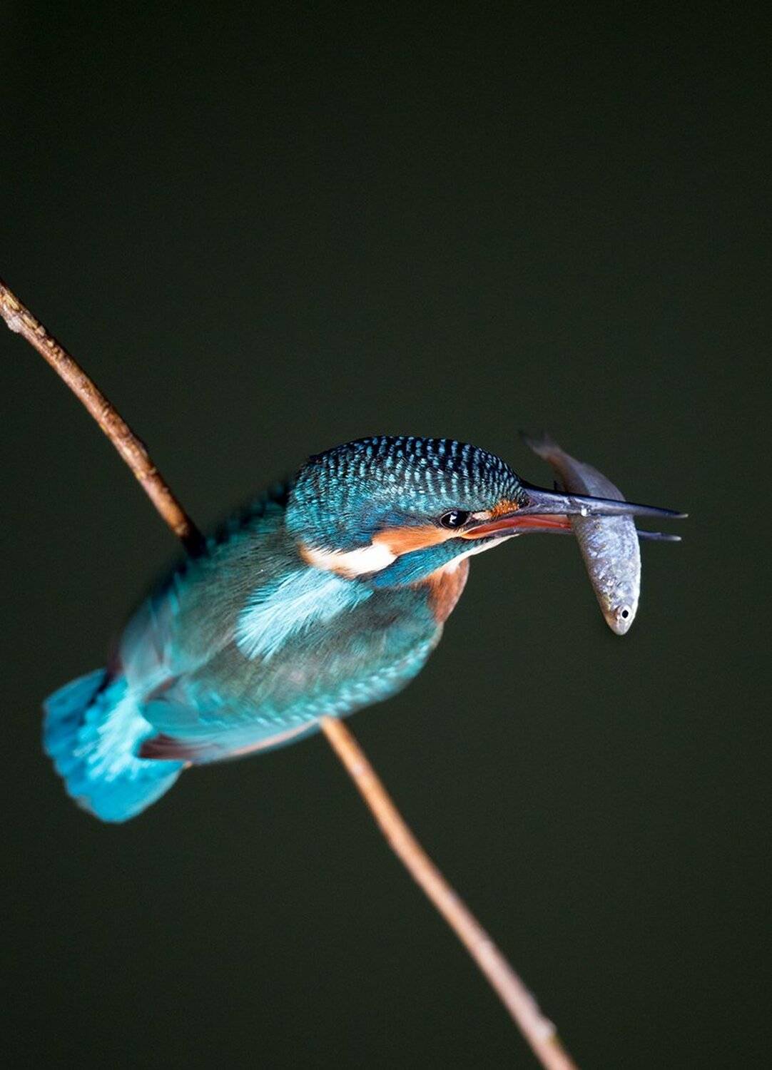 Alcedo atis. Автор: Budimir Jevtic , Budimir Jevtic
