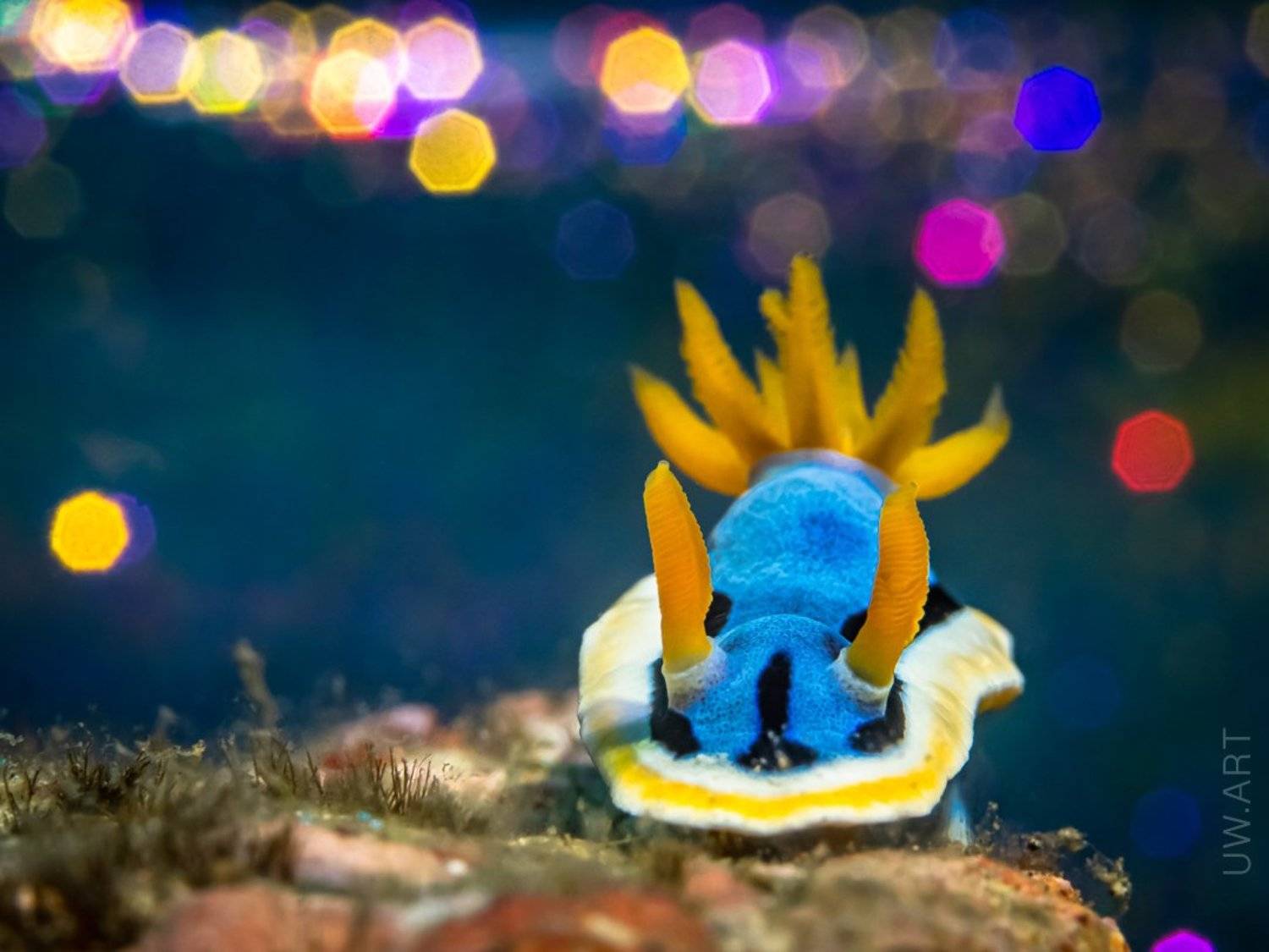 за МКАДом. Автор: Андрей Савин underwater nudibranch uwart macro, Андрей Савин