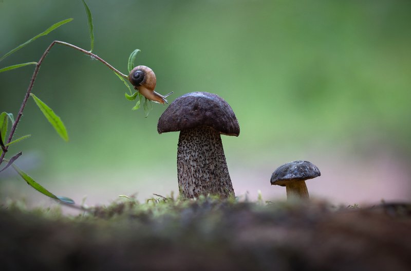 Опытный грибникphoto preview