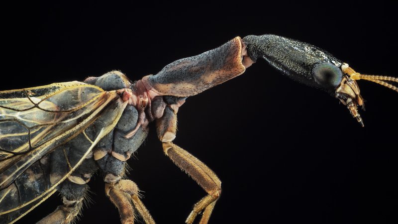 насекомое, макро, чёрный. Насекомоеphoto preview