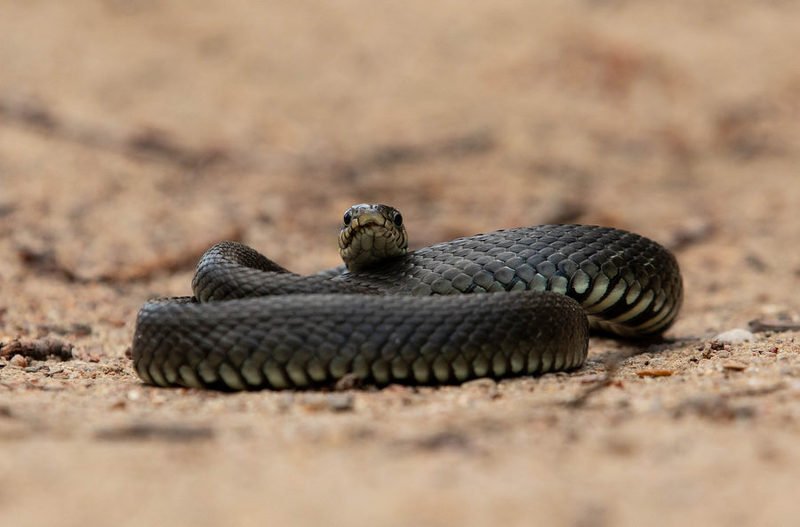 уж, змеи, пресмыкающиеся, Медитацияphoto preview