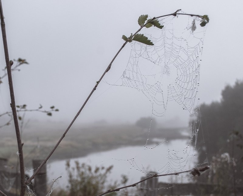 Пасмурное утроphoto preview