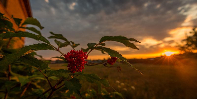 бузинаphoto preview