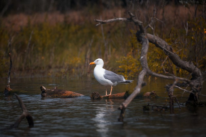 чайка На чекуphoto preview