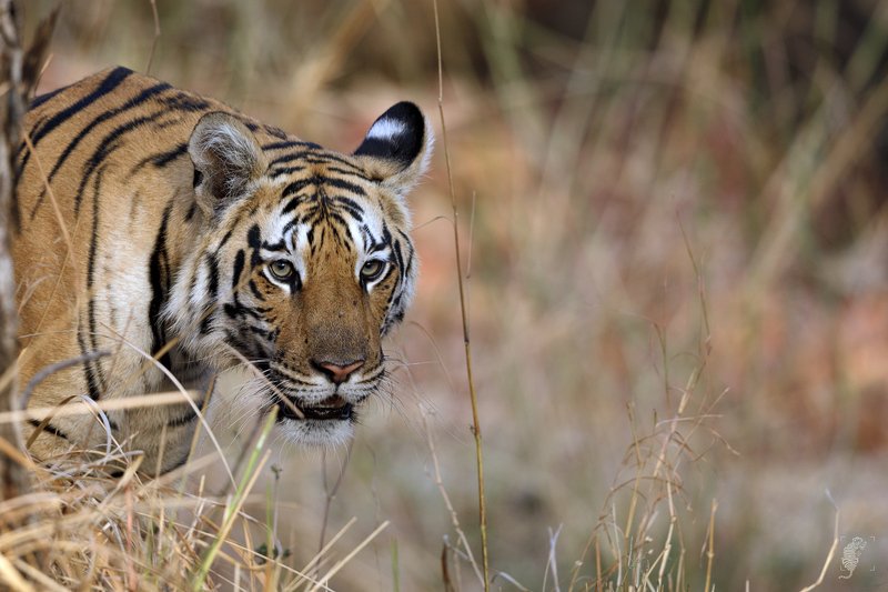 #Wildlife, #INdia #Canon #Tigers #500mm Peekphoto preview