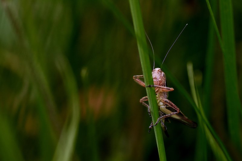 южный, урал, долгие горы, орск, новотроицк, карагай, урал Стриптизёрphoto preview