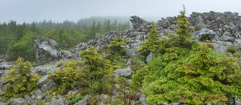 #пейзаж #горы #высота #путешествия  #ели #туман На высоте 1600.photo preview