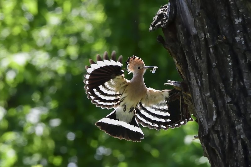 птицы birds Upupa epopsphoto preview