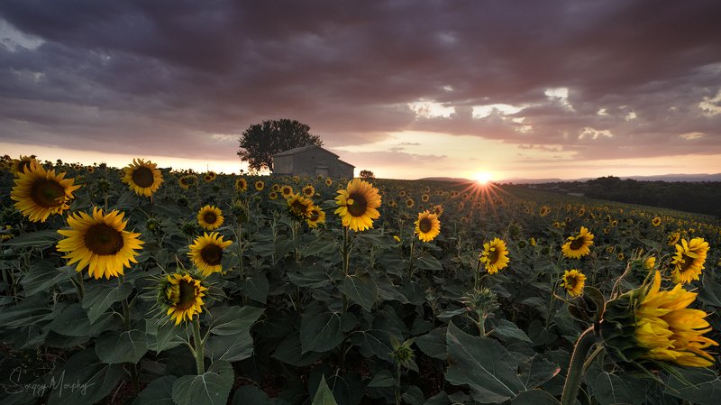 sunset sunflowers provence Sunset in Provence.photo preview