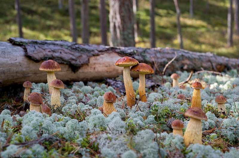 Большая семьяphoto preview